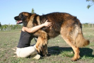 Photo of a Leonberger.