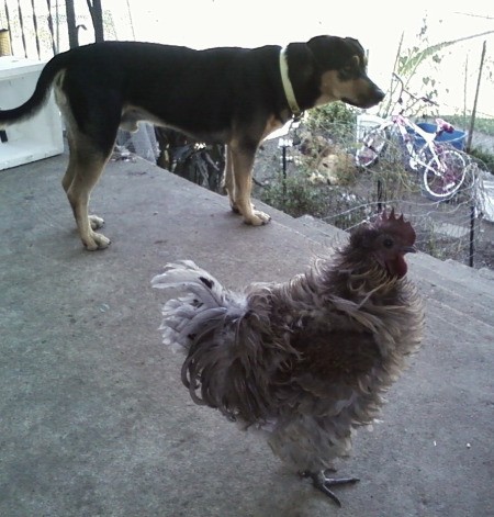 Dog and rooster on patio.