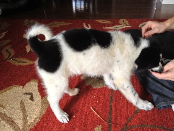 Side view of puppy's markings.