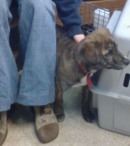 Dog and owner next to crate.