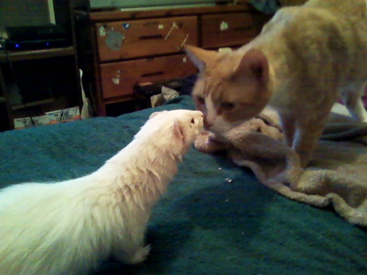 Tinker (Ferret) and Peanut (Cat) ThriftyFun