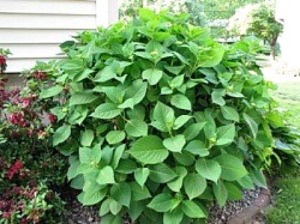 Hydrangea Not Blooming