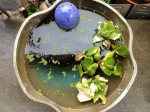 container water garden