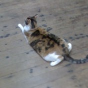 Cali doing her splat cat impression.