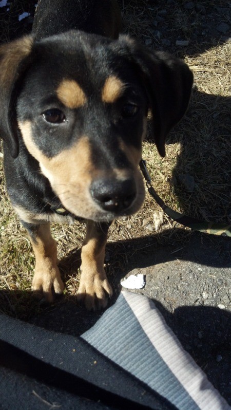 Black and tan puppy.