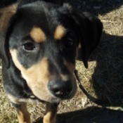 Black and tan puppy.