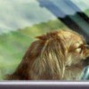 A dog riding in a car.
