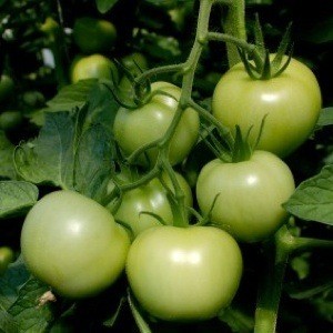 Green tomatoes growing on the vine.