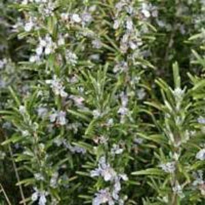 A rosemary plant in flower