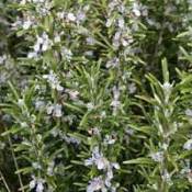 A rosemary plant in flower