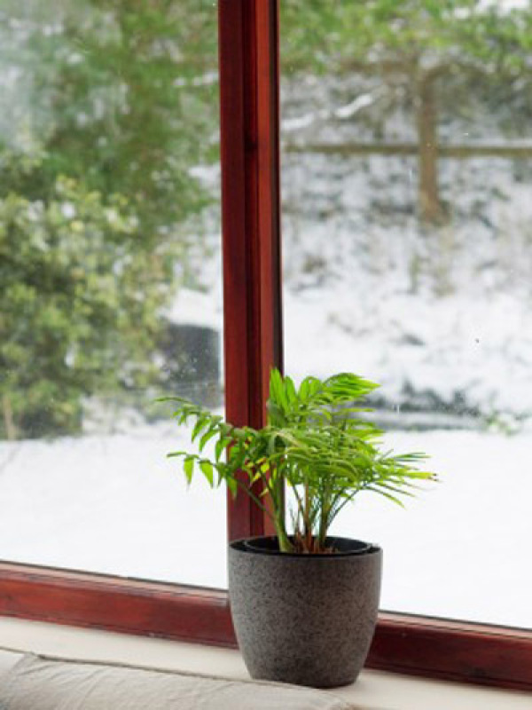 potted plant sitting on window ledge with snowy ground outside