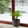 potted plant sitting on window ledge with snowy ground outside