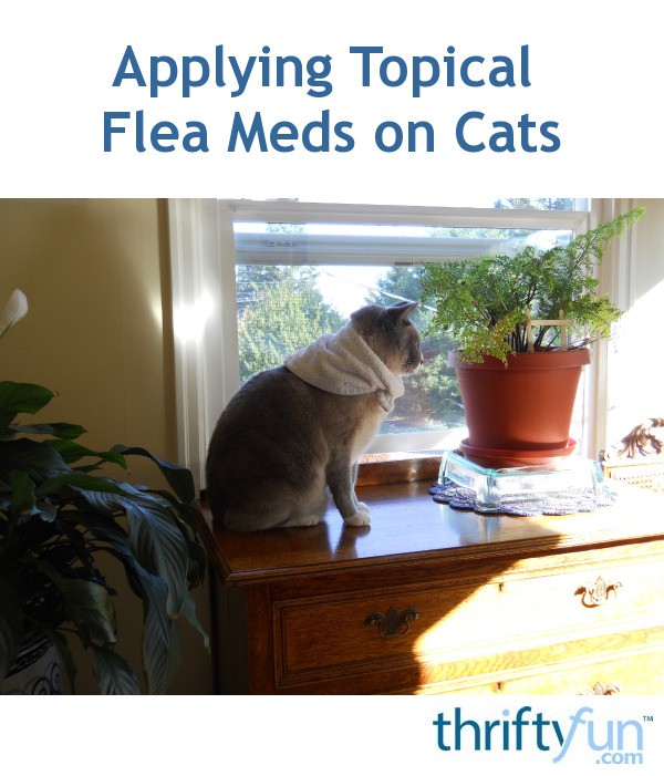 Applying Topical Flea Meds on Cats ThriftyFun