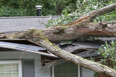 A large tree that has fallen into a house