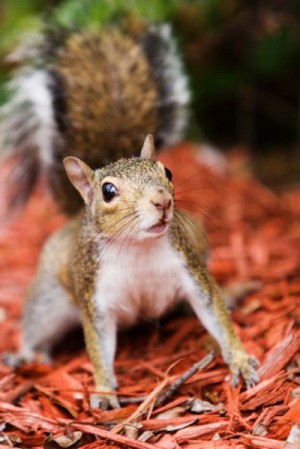 A squirrel on dyed wood mulch