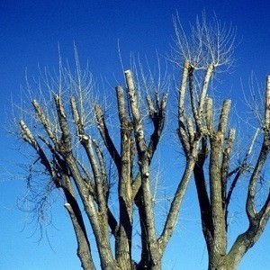 Tree suckers growing from pruned sections