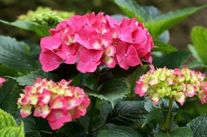 Pruning Hydrangeas