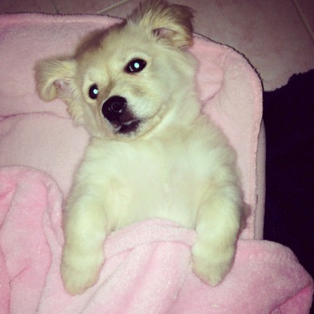 Fluffy white puppy.