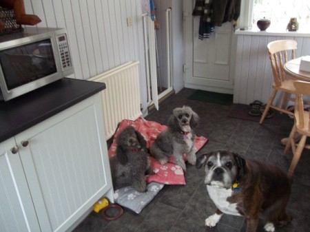 Dogs in kitchen.