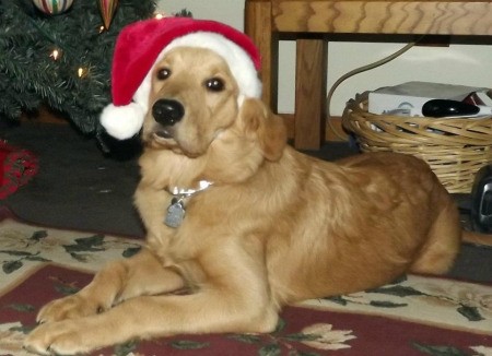 Scout With a Santa Hat