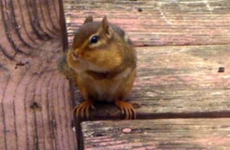 Chipmunk letting me take his picture.