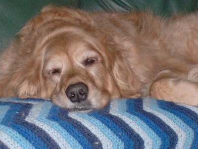 Ceile (Golden Retriever)