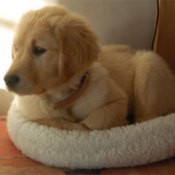 Boogie (Golden Retriever)