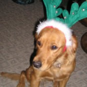 Emmy (Golden Retriever)