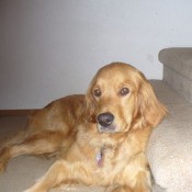 Duchess (Golden Retriever)