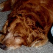 Sara (Golden Retriever)