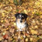 Freida in fall leaves.