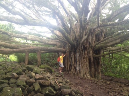 Man standing next to very large Banyan tree.