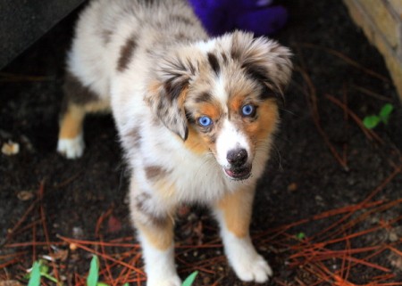 Puppy with dirt on his nose.