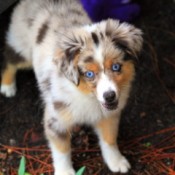 Puppy with dirt on his nose.