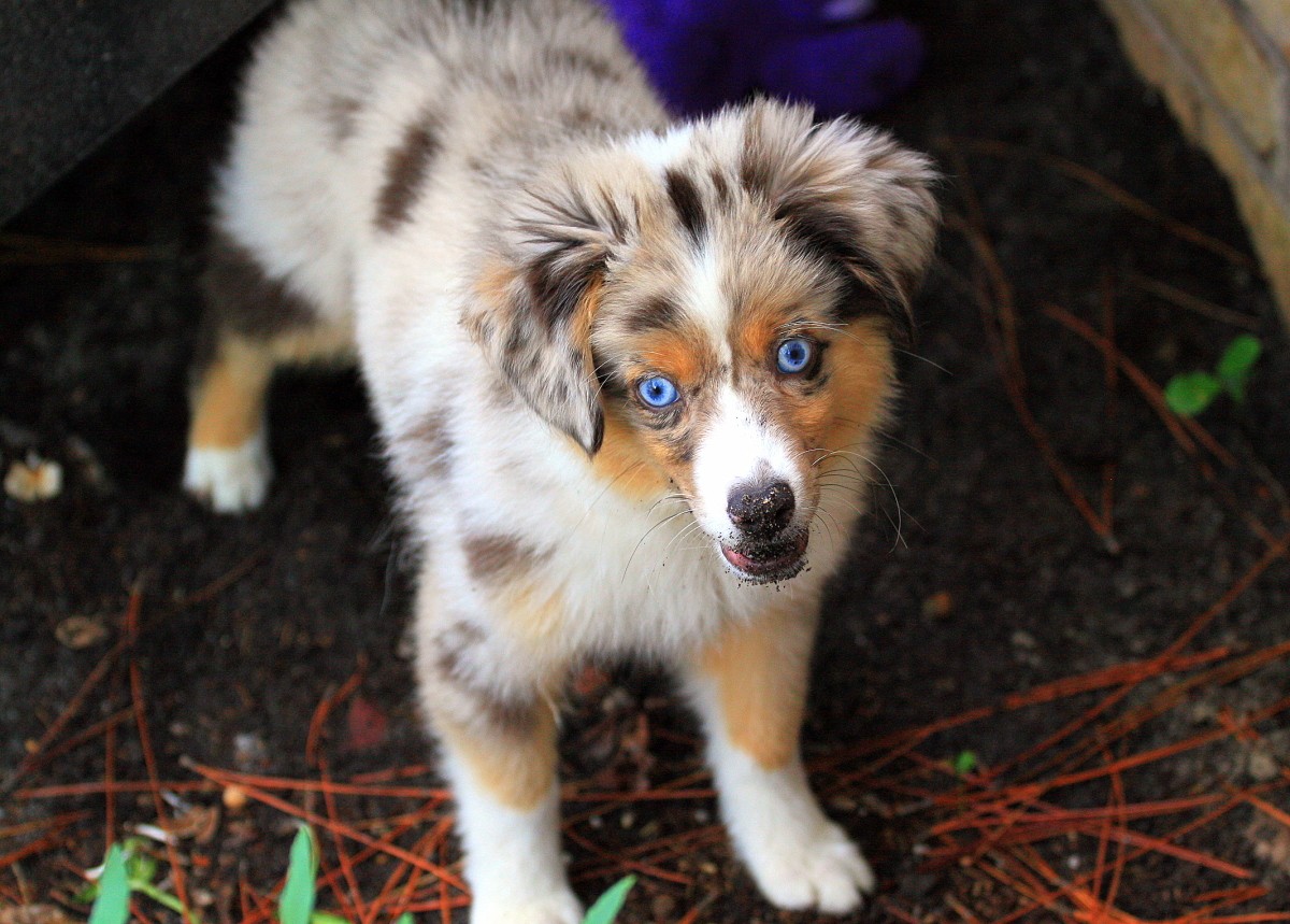 Ill see your Husky puppy and raise it my Miniature Aussie 