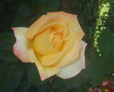 Rosebushes For Mother's Day