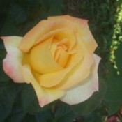 Rosebushes For Mother's Day