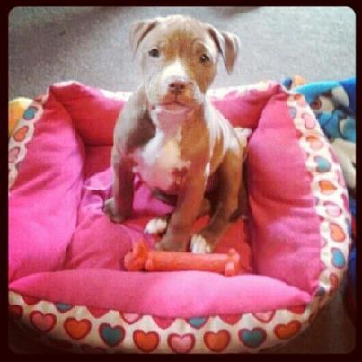 Pit puppy in pink dog bed.