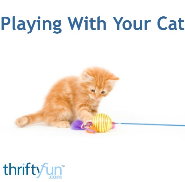 Playing With Your Cat ThriftyFun