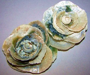 Two sea shell roses.