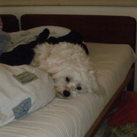 Maltese on bed.