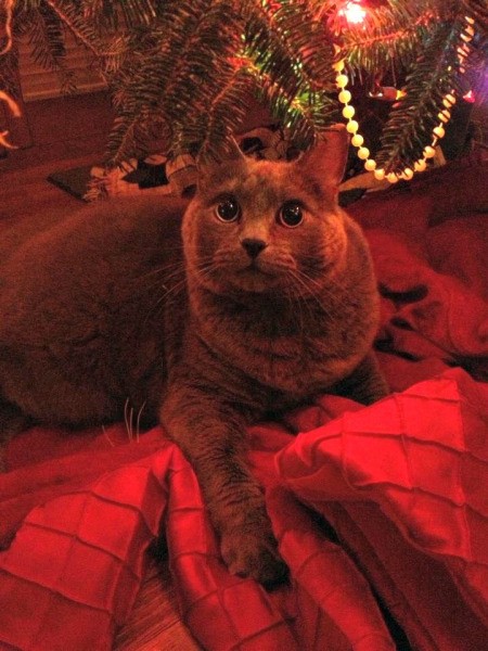 Cat under the tree.