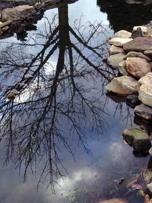 Preparing your pond for winter