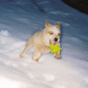 Australian Cattle Dog