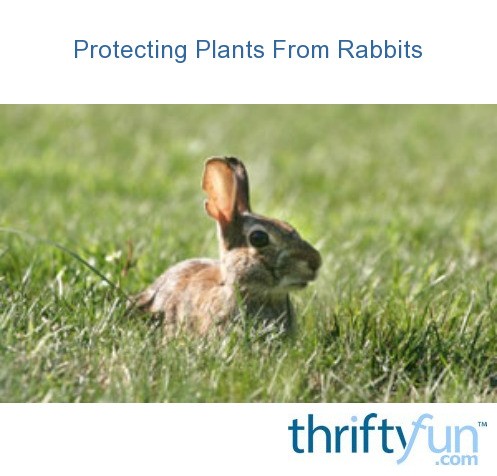 Protecting Plants From Rabbits | ThriftyFun