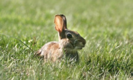 A rabbit sitting in grass.