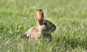 A rabbit sitting in grass.