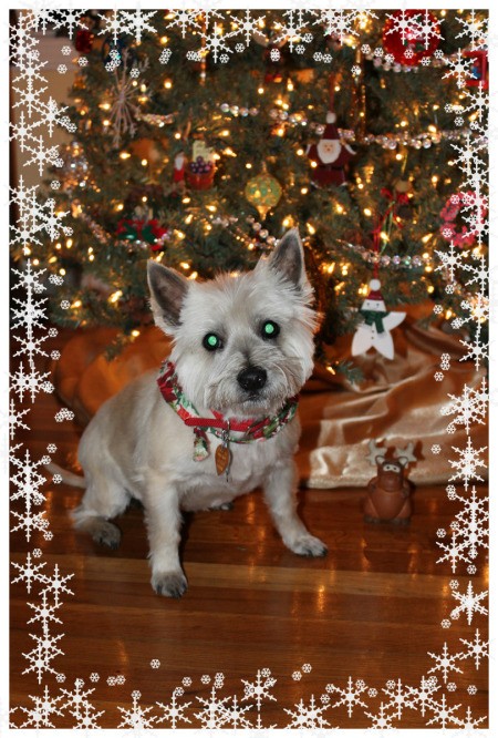 Cairn terrier in front of Christmas tree.