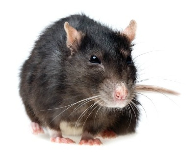Getting Rid of Rats Inside Your House ThriftyFun