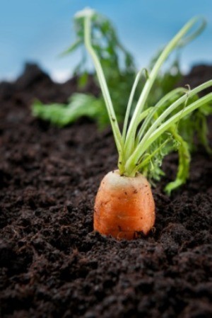 A photo fo a carrot growing in a vegetable garden.